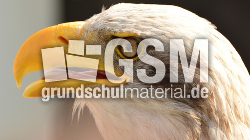 Weißkopf-Seeadler (16).jpg